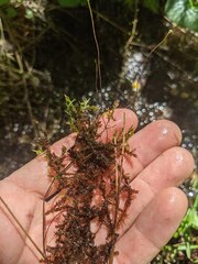 Calliergonella cuspidata