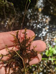 Calliergonella cuspidata