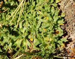 Azorella trifurcata
