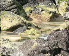 Butorides striata sundevalli