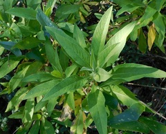 Cheirolophus sempervirens