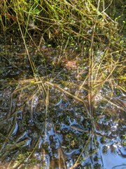 Calliergonella cuspidata