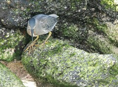 Butorides striata sundevalli