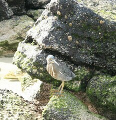 Butorides striata sundevalli