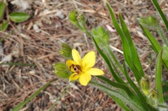 Hypoxis hemerocallidea