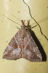Hypena