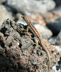 Microlophus indefatigabilis