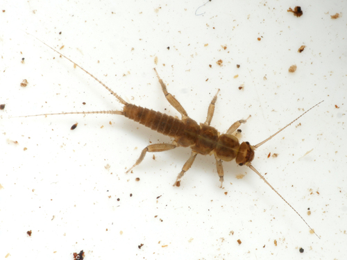 Pictet's Small Brown