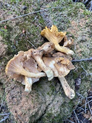 Cantharellus formosus