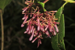 Palicourea deviae