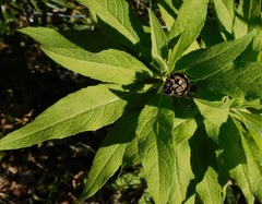 Cheirolophus sempervirens