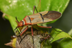 Dysdercus nigrofasciatus