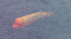 Amphilophus citrinellus