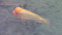 Amphilophus citrinellus
