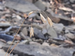 Bromus squarrosus