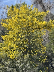 Laburnum anagyroides