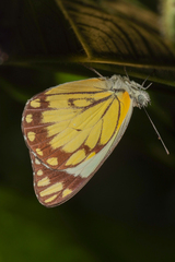 Belenois creona