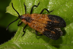Lycinae