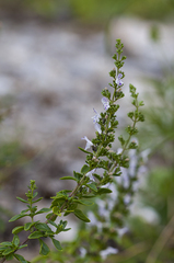 Clinopodium album