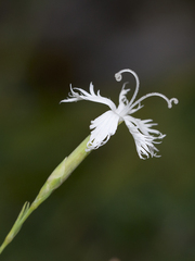 Dianthus plumarius praecox