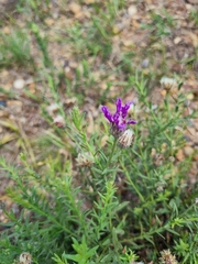 Lessingianthus brevifolius