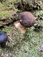 Boletus fibrillosus