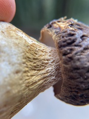 Boletus fibrillosus