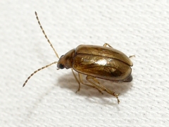 Metrioidea