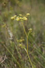 Seseli peucedanoides