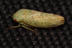 Batracomorphus