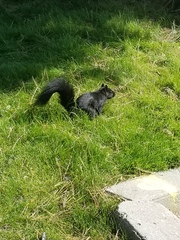 Sciurus carolinensis