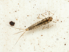 Baetis rhodani