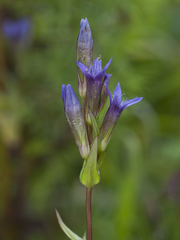 Gentianella germanica