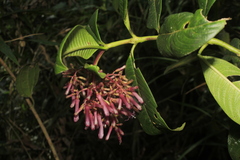 Palicourea deviae
