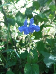 Salvia sagittata