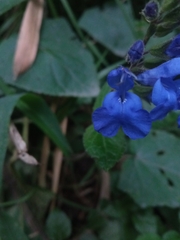 Salvia sagittata
