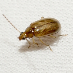 Metrioidea
