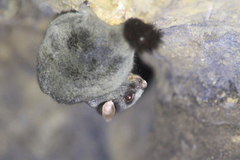 Anomalurus derbianus