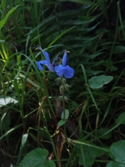 Salvia sagittata