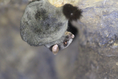 Anomalurus derbianus