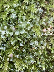 Rhizomnium punctatum
