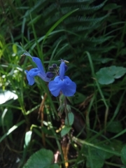 Salvia sagittata