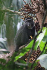 Cercopithecus mitis stuhlmanni