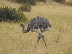 Rhea pennata