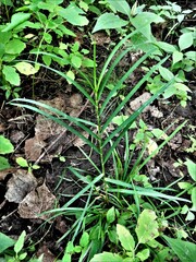 Glyceria striata striata