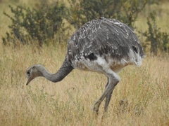 Rhea pennata
