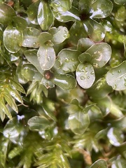Rhizomnium punctatum