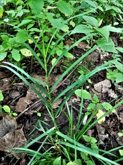 Glyceria striata striata