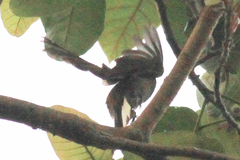 Indicatoridae
