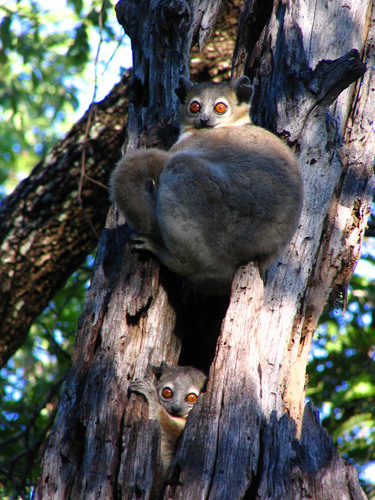 White-footed Sportive Lemur
